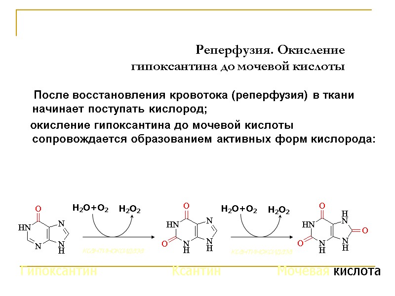 Реперфузия. Окисление  гипоксантина до мочевой кислоты      После восстановления